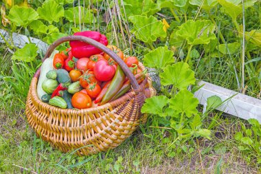 Çiftçilerin bahçede yeşil çimenlerin üzerinde renkli sebze sepeti dolu