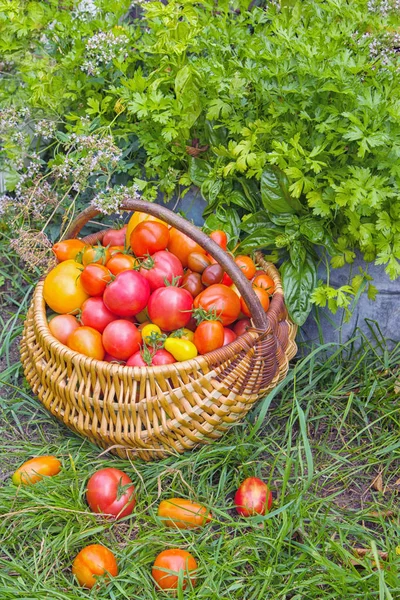 Korg Fylld Med Färgglada Tomater Grönt Gräs Trädgården Jordbrukare — Stockfoto