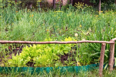 Yaz aylarında büyüyen bir eski geleneksel bitkisel ürün