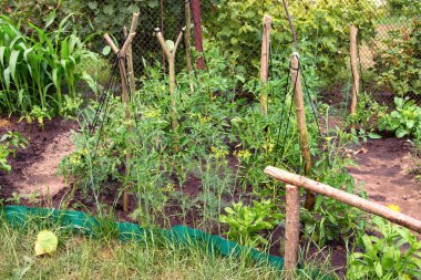 Yaz aylarında büyüyen bir eski geleneksel bitkisel ürün