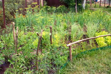 Yaz aylarında büyüyen bir eski geleneksel bitkisel ürün