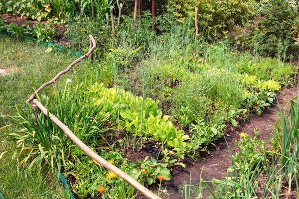 Een Oude Traditionele Plantaardige Gewas Groeit Zomer — Stockfoto