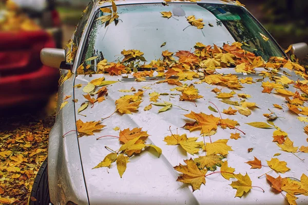 Herbstgelbe Blätter Auf Der Motorhaube Und Glas Mit Natürlichen Wassertropfen — Stockfoto