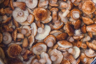 Bir kâse turşu küçük yabani mantar. Gurme yiyecekler.