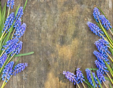Metin için mavi Muscari çiçek üzüm sümbül ahşap zemin, üstten görünüm, üzerine yerleştirin.
