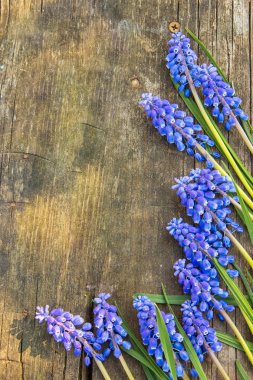 Metin için mavi Muscari çiçek üzüm sümbül ahşap zemin, üstten görünüm, üzerine yerleştirin.
