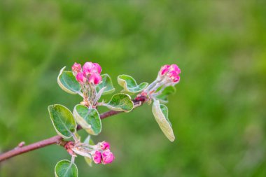 Elma ağacı çiçek açması ile pembe güzel çiçekler bahar zamanında. Görüntüyü kopya alanı ile. Doğal Mevsimlik arka plan.
