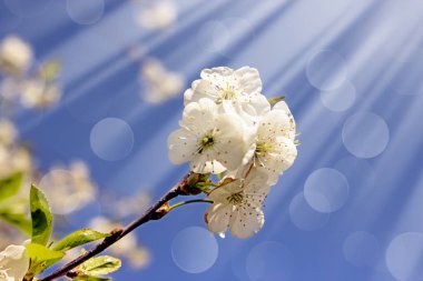 Kiraz ağacı çiçek açması ile beyaz güzel çiçekler bahar zamanında. Görüntüyü kopya alanı ile. Doğal Mevsimlik arka plan.