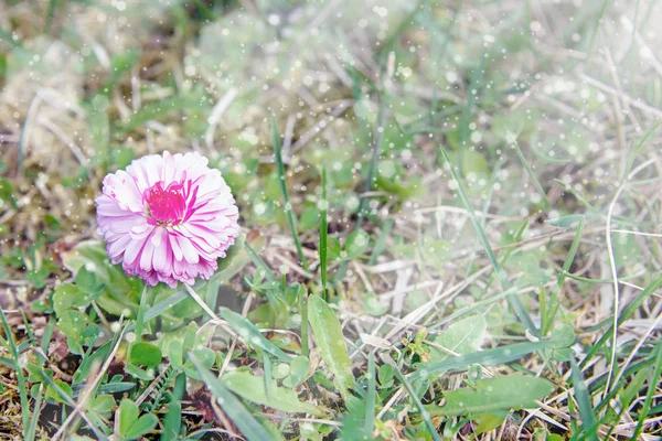 Liten Fjäder Blommorna Vita Blommande Daisy Blommor Ljus Romantiska Bakgrund — Stockfoto