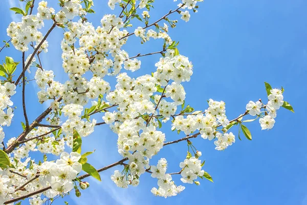 Kiraz ağacı çiçek açması ile beyaz güzel çiçekler bahar zamanında. Görüntüyü kopya alanı ile. Doğal Mevsimlik arka plan.