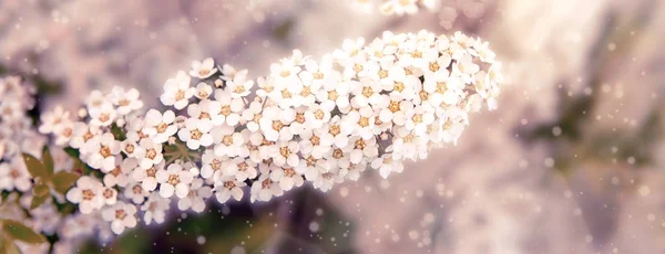 Blossoming of the spirea bush in spring time with white beautiful flowers. Macro image with copy space. Natural seasonal background. Banner. — Stock Photo, Image