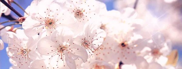 Beyaz güzel çiçeklerile ilkbaharda kiraz ağacının çiçeklenme. Kopyalama alanı ile makro görüntü. Doğal mevsimsel arka plan. Seçici odak. Afiş.