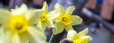 Sabah güneş ışığında Inanılmaz Sarı Nergis çiçek. Bahar arka plan, çiçek manzara için mükemmel bir görüntü. Afiş