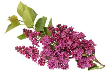 Syringa vulgaris, beyaz arka plan üzerinde Bahar Leylak çiçek