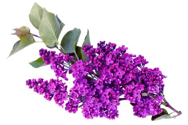 Syringa vulgaris, Leylak. Beyaz arka planda mor leylak çiçeği