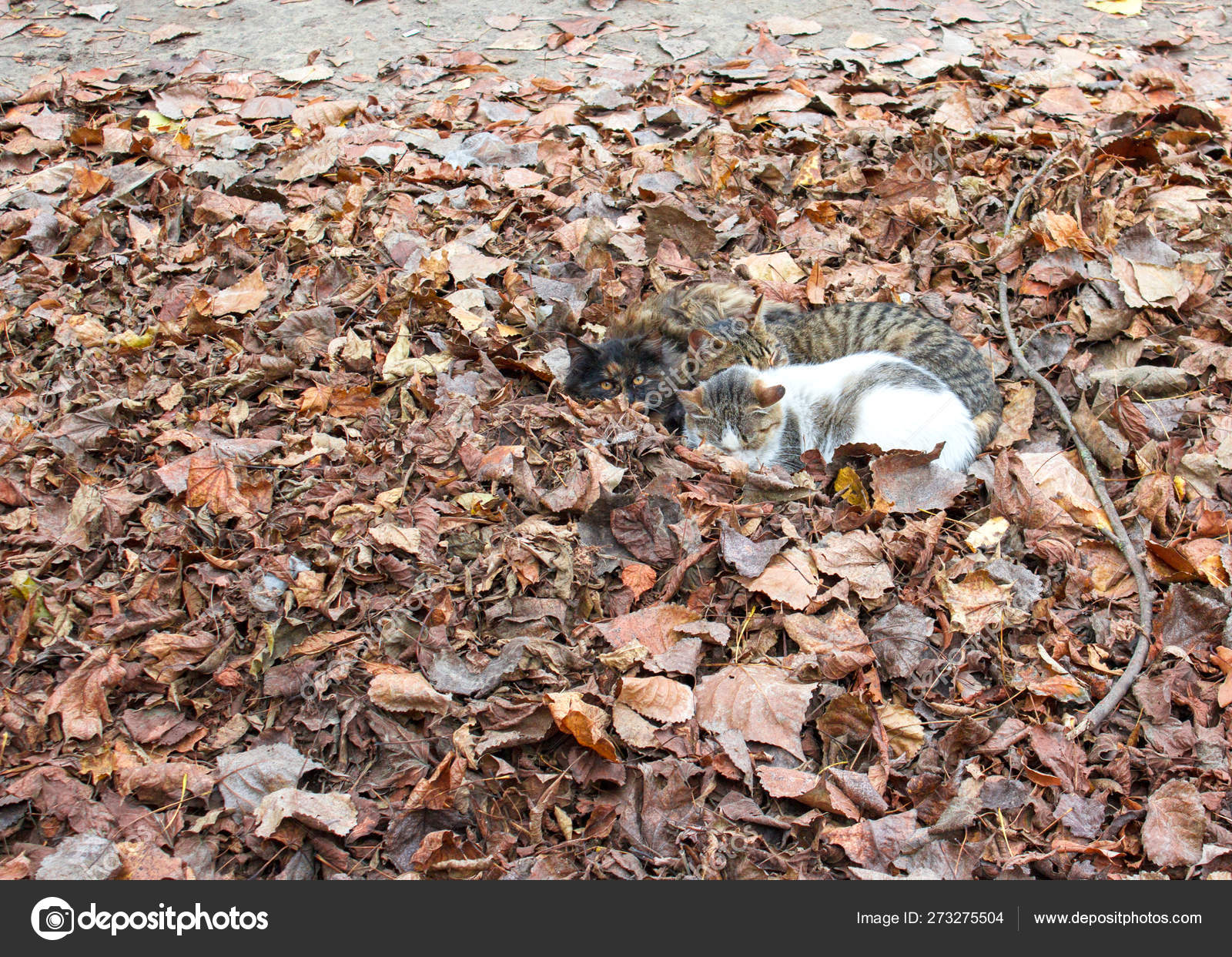 Three Multi Colored Cats Are Lying In A Pile Of Fallen Leaves And Firmly Pressed Two Cats Are Sleeping One Is Watching Stock Photo C Beldesigne