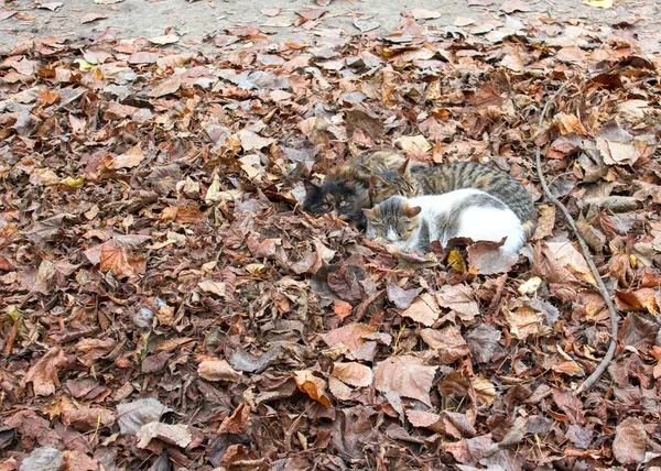 落ち葉の山の中に3匹の多色猫が横たわってしっかりと押されています。二匹の猫が寝ている、一匹は見ている. — ストック写真