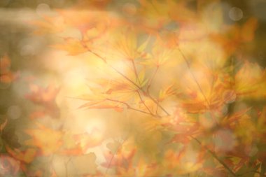 Sonbahar abstruct arka plan, bokeh etkisi, bulanıklık