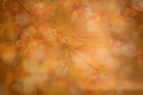 Sonbahar abstruct arka plan, bokeh etkisi, bulanıklık