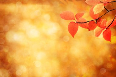 Sonbahar geçmişi. Renkli kırmızı sonbahar akçaağaç yaprakları ve soyut s