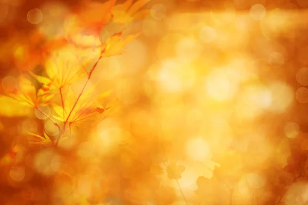 Herfst abstruct achtergrond, bokeh effect, vervagen — Stockfoto