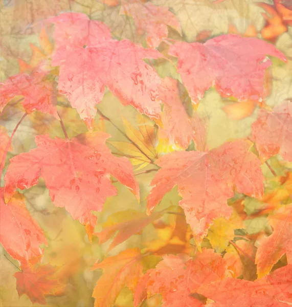 Jesienne tło. Kolorowy czerwony upadek klon liści i abstrakcyjne światło słoneczne — Zdjęcie stockowe