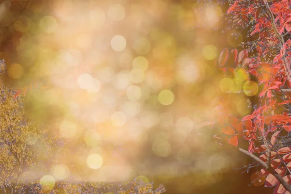 Fundo de outono. Folhas de bordo vermelhas coloridas da queda e s abstratos — Fotografia de Stock