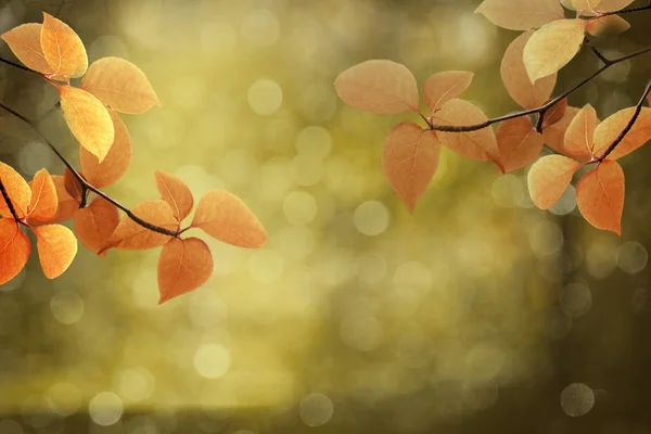 Fundo de outono. Folhas de bordo de queda vermelha colorida e luz solar abstrata — Fotografia de Stock