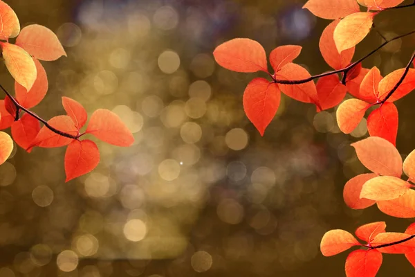 Jesienne tło. Kolorowy czerwony upadek klon liści i abstrakcyjne s — Zdjęcie stockowe