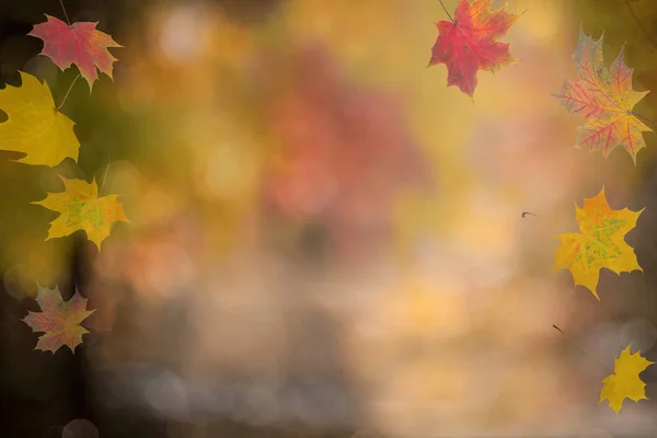 Fundo outono, efeito bokeh — Fotografia de Stock