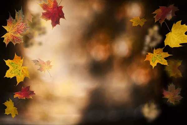 Sonbahar arkaplanı. Renkli kırmızı akçaağaç yaprakları ve soyut güneş ışığı. Otomatik Gün.