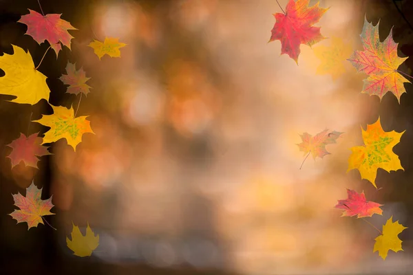 Fundo Outono Folhas Bordo Queda Vermelha Colorida Luz Solar Abstrata — Fotografia de Stock