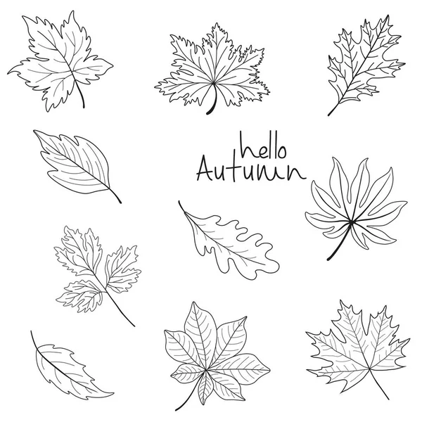 Hello autumn phrase on white background with leaves — Stock Vector