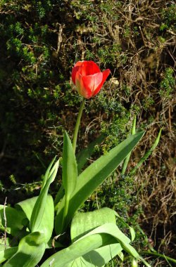 Bahçede tek kırmızı turlip