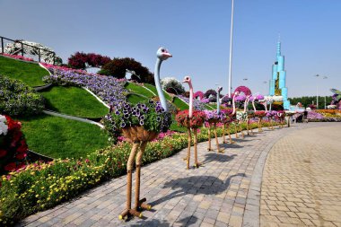 Dubai, Birleşik Arap Emirlikleri - Ocak 2017:Ostriches bir satırda tüm
