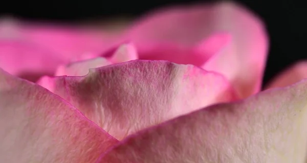 Rosaceae Rosa Und Weiß — Stockfoto