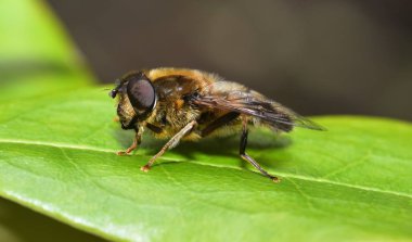 Yabani arı banyo güneş