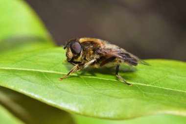 Yabani arı banyo güneş