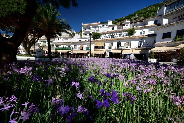 Aliums Púrpura Plaza Del Pueblo Mijas España Junio 2017 —  Fotos de Stock