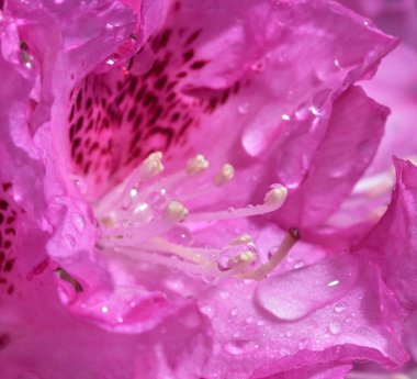 Pembe büyük ormangülü üzerinde su damlacıkları 