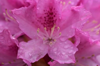 Pembe büyük ormangülü üzerinde su damlacıkları 