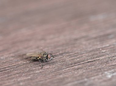 Küçük darbe zemin kaplaması sinek