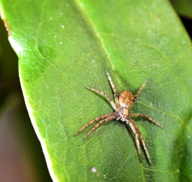 Bahçe örümcek ormangülü çiçek tutunmuş