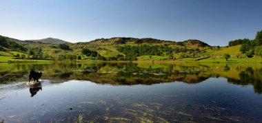 Çiftlik köpek Watendlath Tarn çalışan