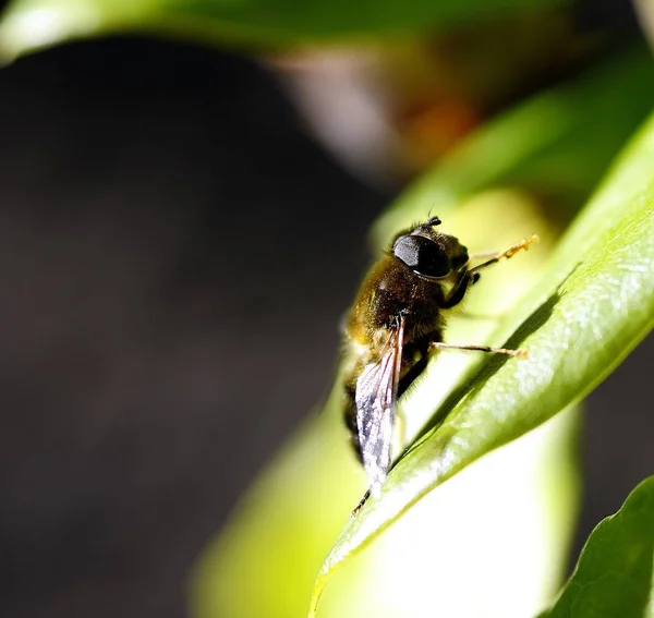 Abelha Selvagem Tomando Banho Sol — Fotografia de Stock