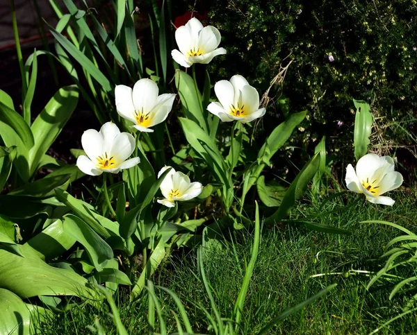 Spring Blooming Turlips English Garden — Stock Photo, Image