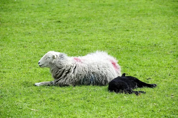 New Spring Lamb Enjoying Sunshine Mum — Stock Photo, Image