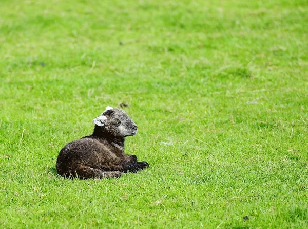 New Spring Lamb Enjoying Sunshine — Stock Photo, Image