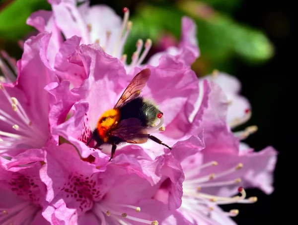 White Tailed Hommel Een Rhododendron — Stockfoto