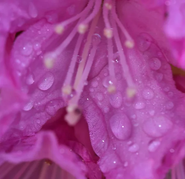 Wassertropfen Auf Dem Rosa Rhododendron — Stockfoto